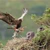 Golden eagle (Aquila chyrsaetos) male flying into nest site with prey for chicks, Cairngorms National Park, Scotland